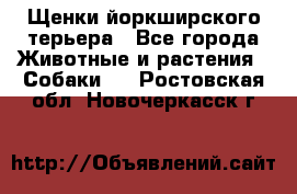 Щенки йоркширского терьера - Все города Животные и растения » Собаки   . Ростовская обл.,Новочеркасск г.